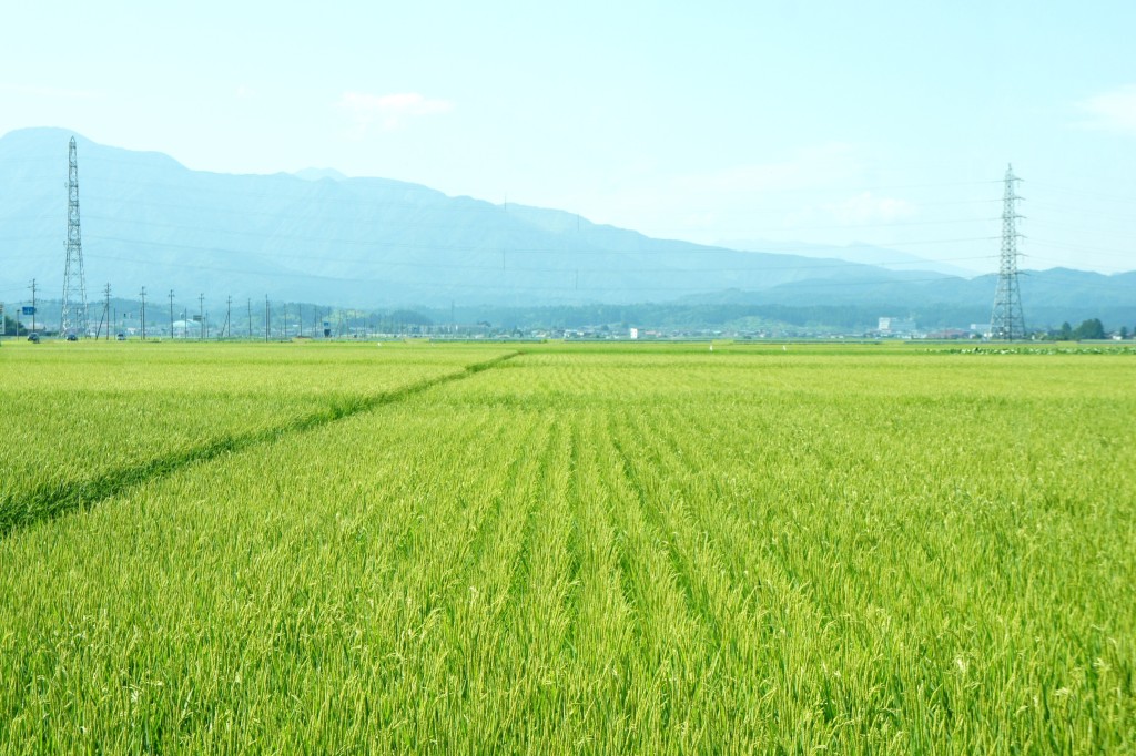 SONY DSC